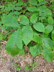 Carya cordiformis