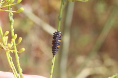 Coccinella septempunctata