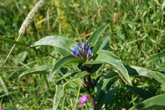 Gentiana cruciata