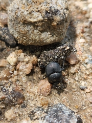 Scarabaeinae