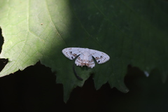 Monoplema fumigera