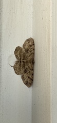 Melanolophia