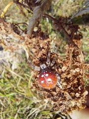 Araneus quadratus
