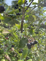 Aronia melanocarpa