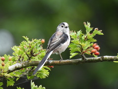 Aegithalos caudatus