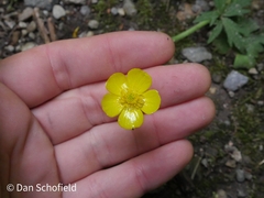 Ranunculus