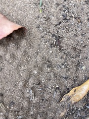 Formicidae
