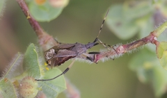 Dicranocephalus albipes