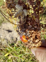 Araneus quadratus