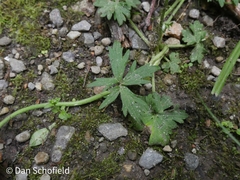 Ranunculus
