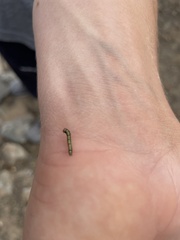 Phryganidia californica