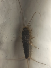 Ctenolepisma longicaudatum