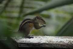 Funambulus palmarum