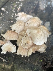 Marasmiellus candidus