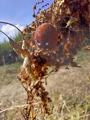 Araneus quadratus