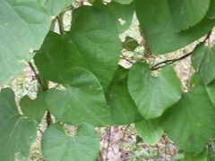 Aristolochia tomentosa