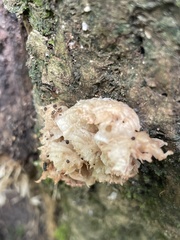 Marasmiellus candidus