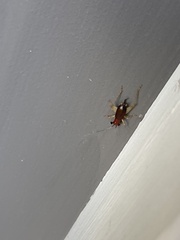 Phyllopalpus pulchellus