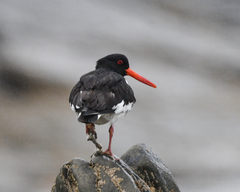 Haematopus ostralegus