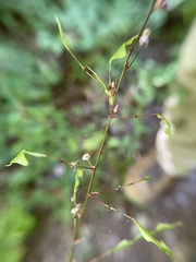 Hylodesmum nudiflorum