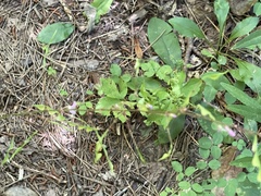 Hylodesmum nudiflorum