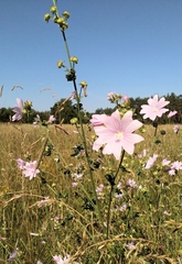 Malva alcea