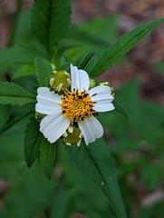 Bidens alba