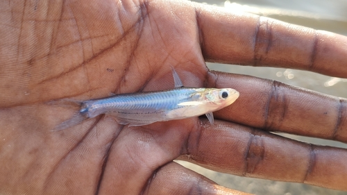 Indian potasi (Pachypterus atherinoides) — Schilbeidae