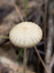 Oudemansiella