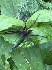 Dolomedes vittatus