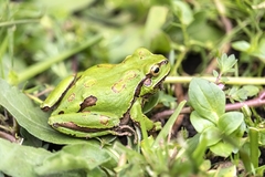 Hyla eximia