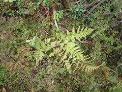 Athyrium filix-femina