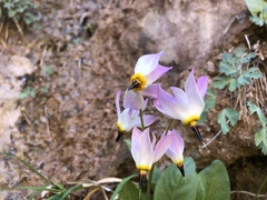 Primula pauciflora zionensis