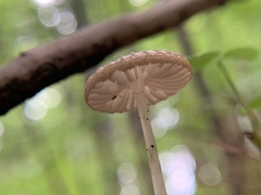 Oudemansiella