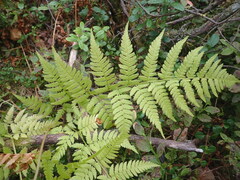 Athyrium filix-femina