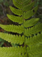 Athyrium filix-femina