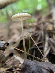 Oudemansiella