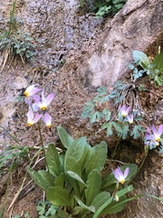 Primula pauciflora zionensis