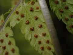 Athyrium filix-femina