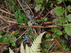 Athyrium filix-femina