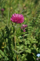 Trifolium alpestre