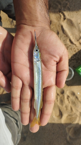 Redtip halfbeak (Hyporhamphus xanthopterus) — Hemiramphidae