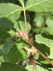 Rhus trilobata