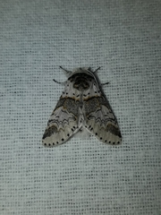 Furcula scolopendrina