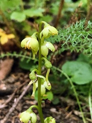 Pyrola chlorantha