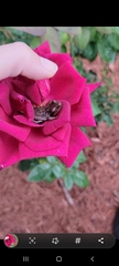 Osteopilus septentrionalis
