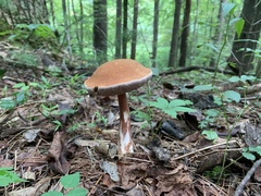 Austroboletus gracilis