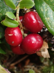 Vaccinium vitis-idaea