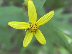 Helianthus microcephalus