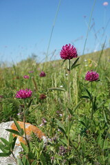 Trifolium alpestre